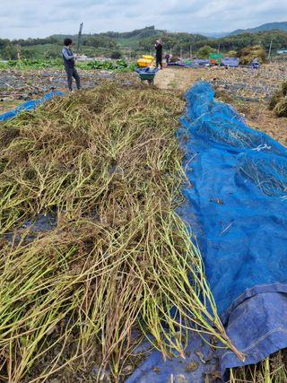 그린1505님의 들깨 · 영농일지 작성글 사진