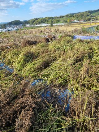 그린1505님의 들깨 · 영농일지 작성글 사진