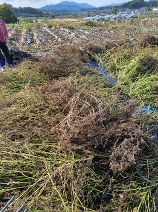 그린1505님의 들깨 · 영농일지 작성글 사진