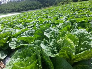 홍천산채농원님의 자유주제 · 자유게시판 작성글 사진