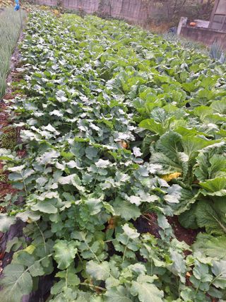 호박 정정호님의 작성글 사진