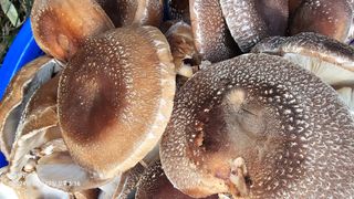 솔바람 님의 버섯 · 영농일지 작성글 사진