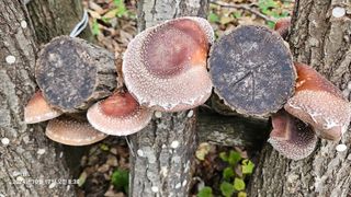 솔바람 님의 버섯 · 영농일지 작성글 사진