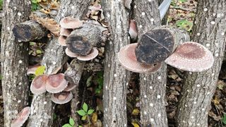 솔바람 님의 버섯 · 영농일지 작성글 사진