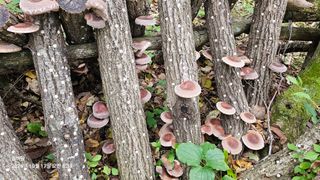 솔바람 님의 버섯 · 영농일지 작성글 사진