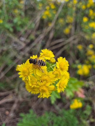 봉우재농부님의 우리동네 가을단풍 자랑하기 · 참여글 작성글 사진