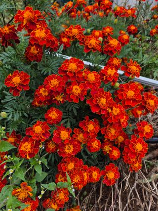 봉우재농부님의 우리동네 가을단풍 자랑하기 · 참여글 작성글 사진