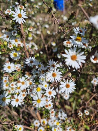 봉우재농부님의 우리동네 가을단풍 자랑하기 · 참여글 작성글 사진