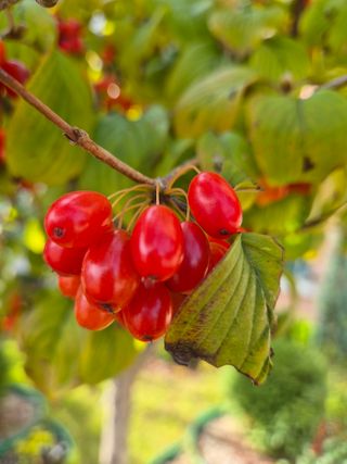봉우재농부님의 우리동네 가을단풍 자랑하기 · 참여글 작성글 사진