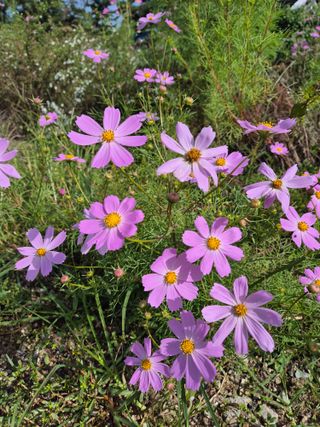 봉우재농부님의 우리동네 가을단풍 자랑하기 · 참여글 작성글 사진
