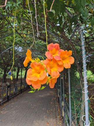 봉우재농부님의 우리동네 가을단풍 자랑하기 · 참여글 작성글 사진
