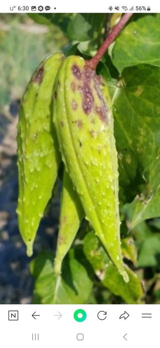 봉우재농부님의 우리동네 가을단풍 자랑하기 · 참여글 작성글 사진