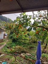 팜모닝 우리동네 가을단풍 자랑하기·참여글 게시글 이미지