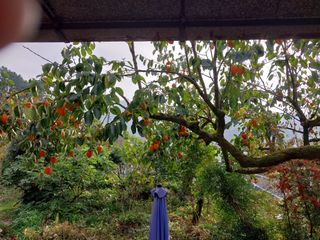 홍재두51년생님의 우리동네 가을단풍 자랑하기 · 참여글 작성글 사진