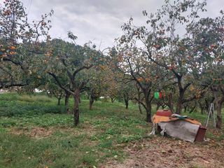 홍재두51년생님의 우리동네 가을단풍 자랑하기 · 참여글 작성글 사진