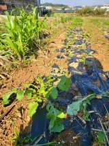 팜모닝 기타작물·영농일지 게시글 이미지