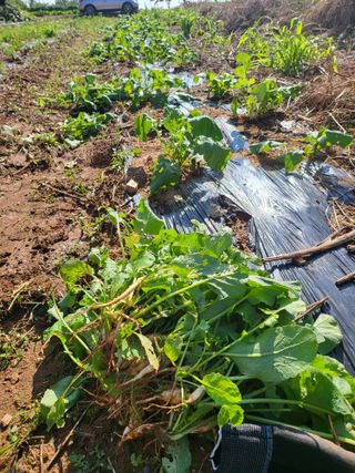 로만아빠님의 기타작물 · 영농일지 작성글 사진