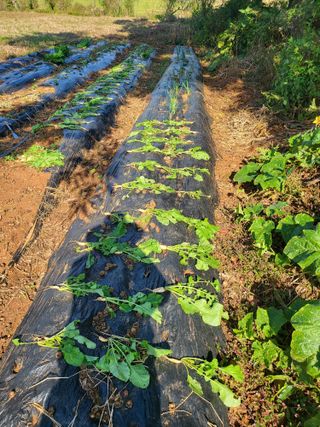 로만아빠님의 기타작물 · 영농일지 작성글 사진