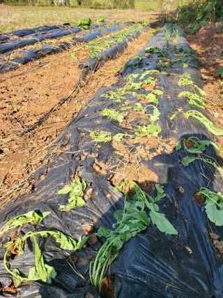 로만아빠님의 기타작물 · 영농일지 작성글 사진