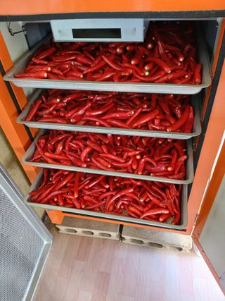 백영호님의 고추 · 영농일지 작성글 사진