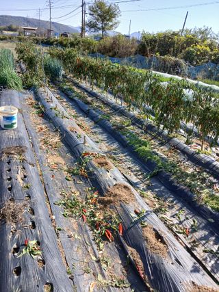 백영호님의 고추 · 영농일지 작성글 사진