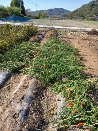 백영호님의 고추 · 영농일지 작성글 사진