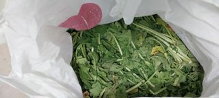 남기하님의 고구마 · 영농일지 작성글 사진