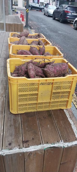 남기하님의 고구마 · 영농일지 작성글 사진