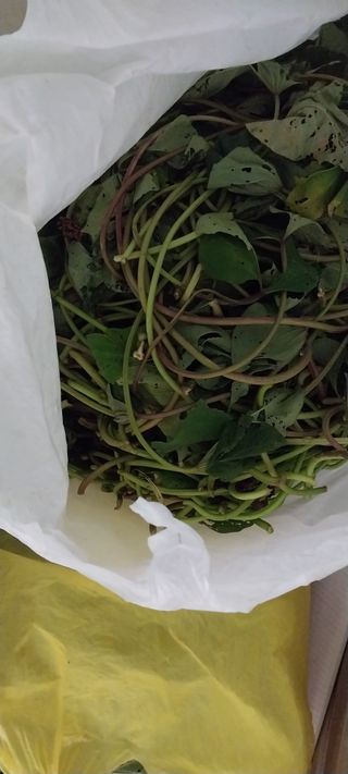 남기하님의 고구마 · 영농일지 작성글 사진