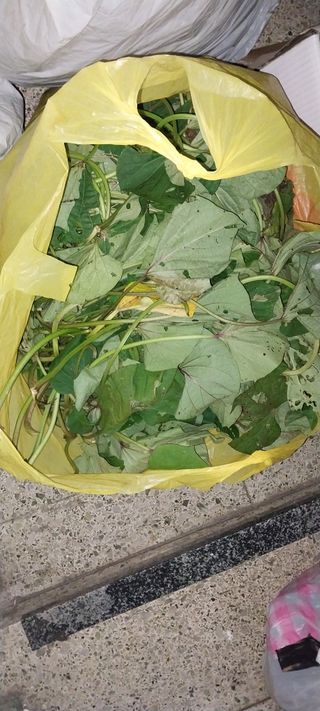 남기하님의 고구마 · 영농일지 작성글 사진