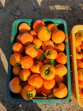 김영복님의 감 · 영농일지 작성글 사진