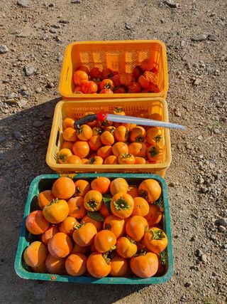 김영복님의 감 · 영농일지 작성글 사진