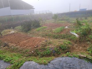 이연종님의 마늘 · 영농일지 작성글 사진