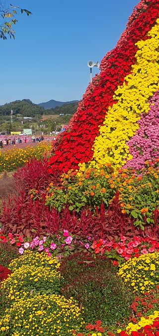 한밭농원님의 우리동네 가을단풍 자랑하기 · 참여글 작성글 사진