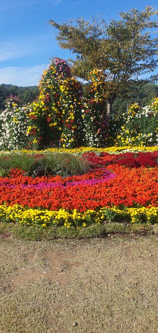 한밭농원님의 우리동네 가을단풍 자랑하기 · 참여글 작성글 사진