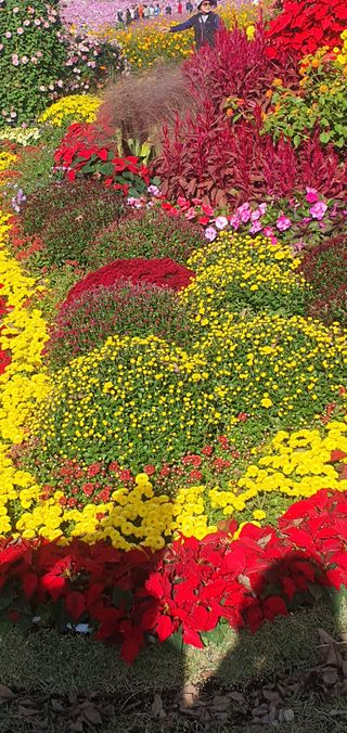 한밭농원님의 우리동네 가을단풍 자랑하기 · 참여글 작성글 사진