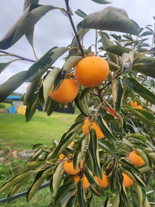 양금님의 감 · 영농일지 작성글 사진