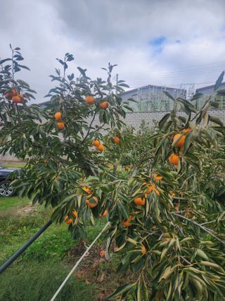 양금님의 감 · 영농일지 작성글 사진