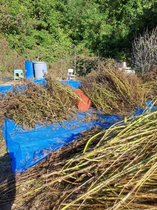 최가박당농부님의 들깨 · 영농일지 작성글 사진