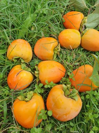 서선옥님의 감 · 영농일지 작성글 사진