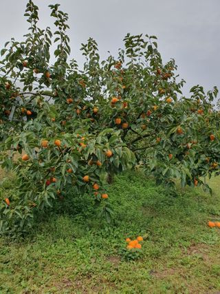 서선옥님의 감 · 영농일지 작성글 사진
