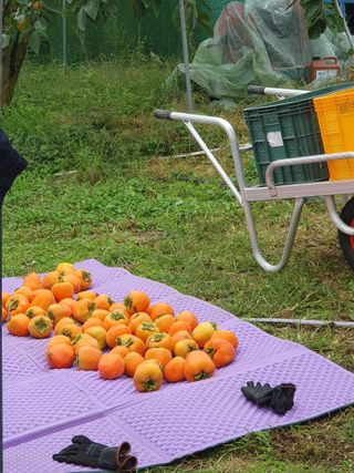 서선옥님의 감 · 영농일지 작성글 사진