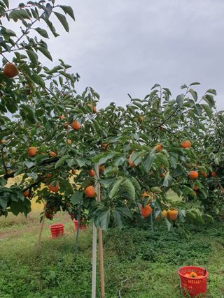 서선옥님의 우리동네 가을단풍 자랑하기 · 참여글 작성글 사진