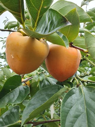 서선옥님의 우리동네 가을단풍 자랑하기 · 참여글 작성글 사진