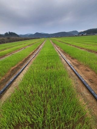 녹색나라님의 작성글 사진