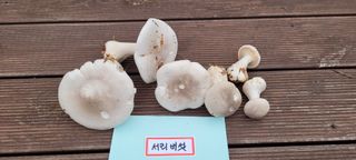 김정은님의 농사, 무엇이든 물어보세요! · 참여글 작성글 사진