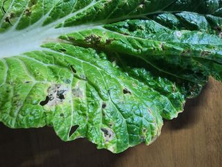 수제비뜨기님의 배추 · 병해충상담 작성글 사진