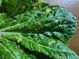 수제비뜨기님의 배추 · 병해충상담 작성글 사진