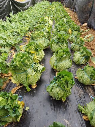 남궁봉님의 작성글 사진