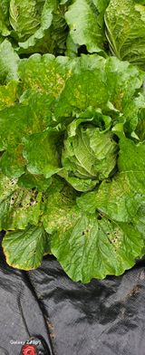 팜모닝 고추·병해충상담 게시글 이미지